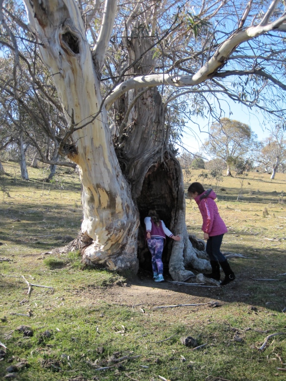 kids exploring a hollow tree