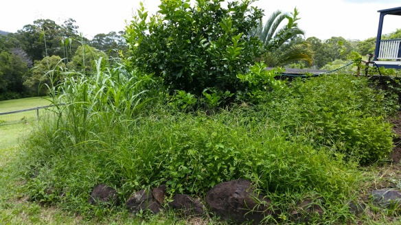 overgrown veggie patch