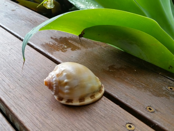 perfect sea shell