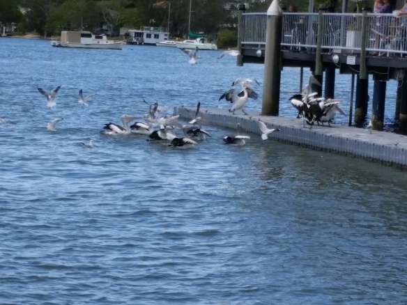 Hungry Pelicans 