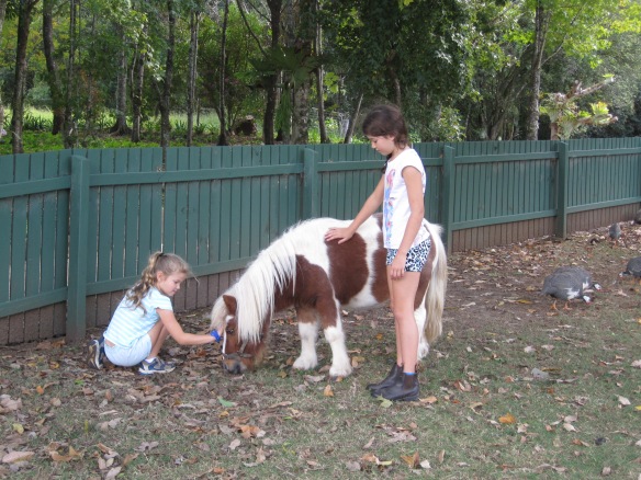 petting a mini pony