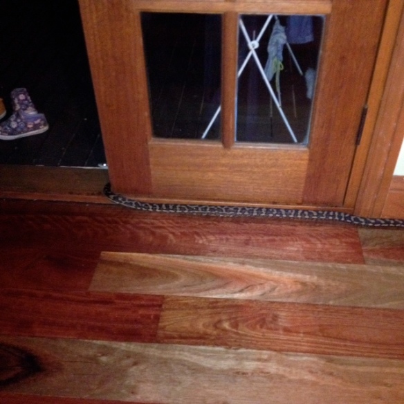 carpet python in the kitchen