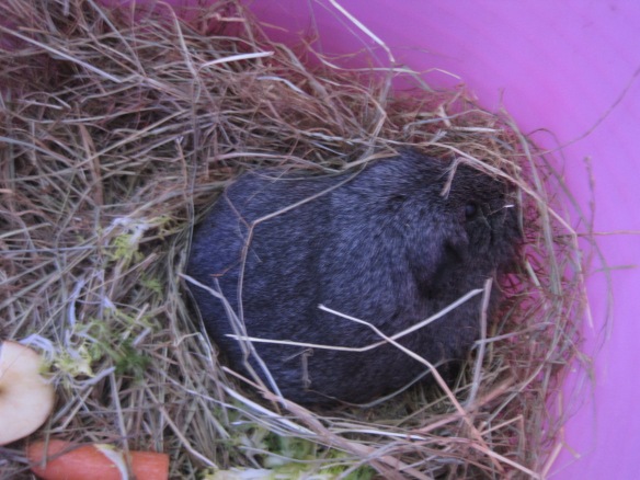 grey guinea pig