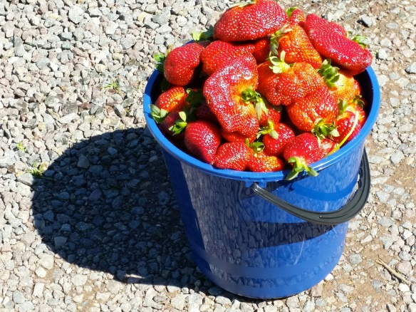 pick your own strawberry bucket